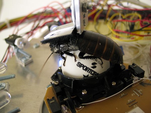 cockroach on circuitry