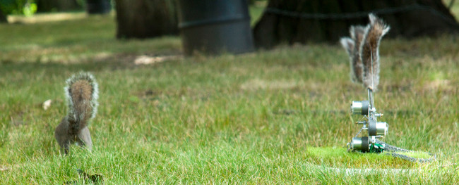 squirrel and robotsquirrel